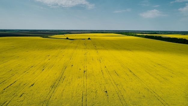 Campo de colza amarillo para disparar agronegocios desde un dron