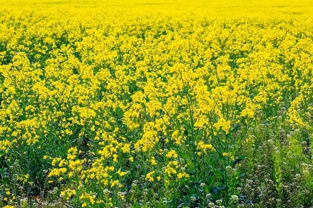 Campo de colza amarillo, flor de colza, primavera