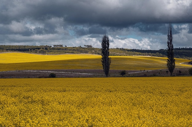 Campo de colza canola o colza campo de colza y cielo azul