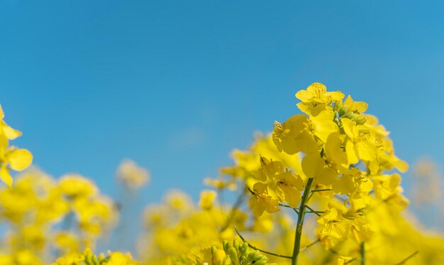 Campo de colza y cielo azul nublado en South Yorkshire Increíble paisaje inglés