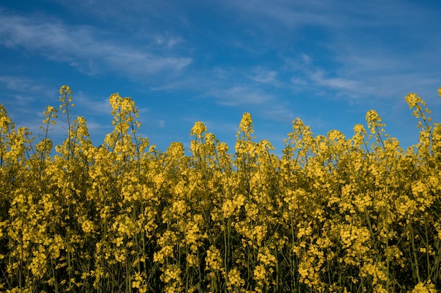 Campo de colza y cielo azul