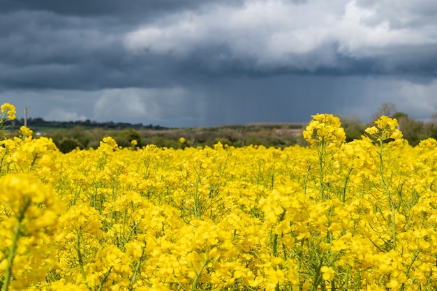 El campo de colza con cielo pesado al fondo.