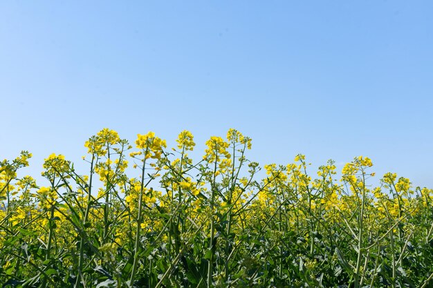 Campo de colza colza flores amarillas y cielo azul Semillas oleaginosas canola colza Naturaleza fondo Paisaje de primavera Ucrania agricultura ilustración
