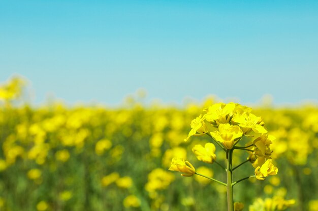 Campo de colza contra el cielo azul, primer plano y espacio para texto. Hermosa flor de primavera