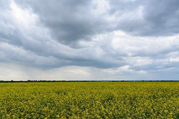 Campo de colza en el día lluvioso, panorama de flores de canola floreciente. Violación en el campo en verano nublado. Aceite de colza amarillo brillante