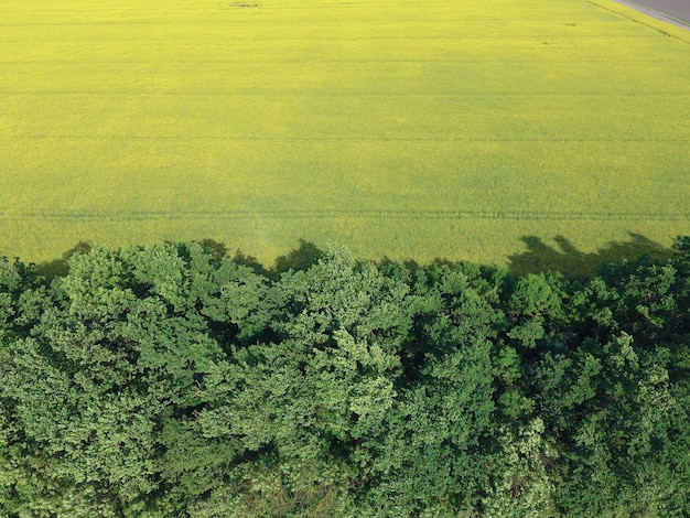 Campo de colza en flor y cinturones forestales para la protección del viento Rape una planta siderática con flores amarillas Campo con sideratas