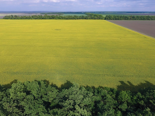 Foto campo de colza en flor y cinturones forestales para la protección del viento rape una planta siderática con flores amarillas campo con sideratas