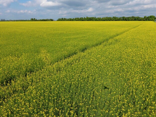 Foto campo de colza en flor rape una planta siderática con flores amarillas campo con sideratas