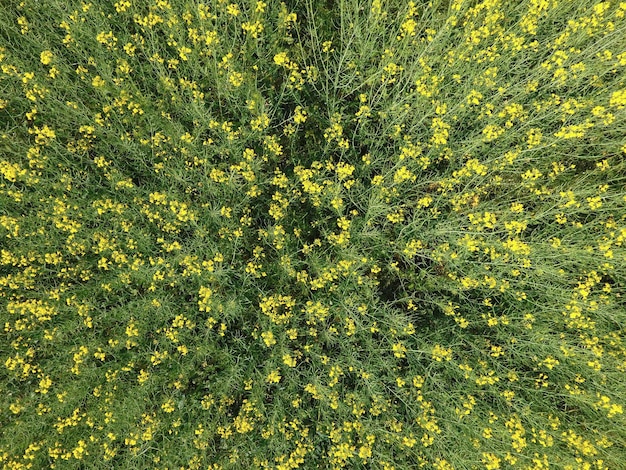 Campo de colza en flor Vista superior desde el avión no tripulado Rape una planta siderática con flores amarillas Campo con sideratas