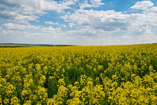 Campo de colza floreciente con cielo nuboso