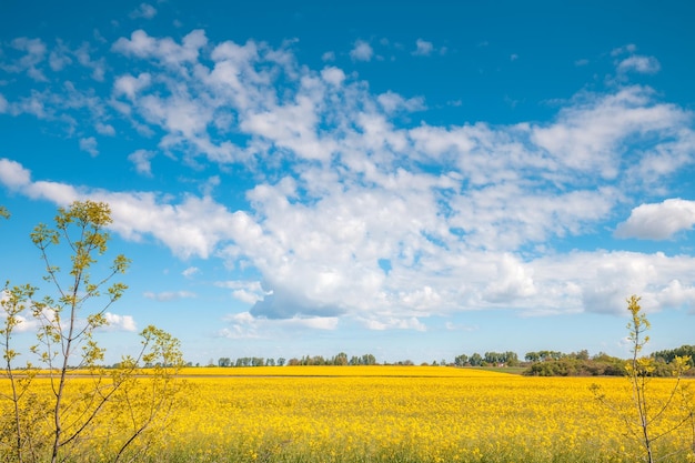 Campo de colza floreciente con un hermoso cielo en primavera