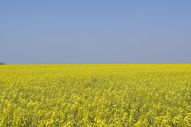 Campo de colza Flores amarillas de colza paisaje de campo Cielo azul y violación en el campo