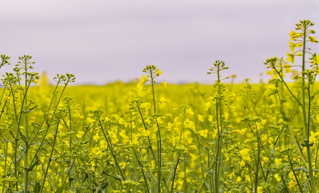 Campo de colza, flores de canola en flor de cerca.