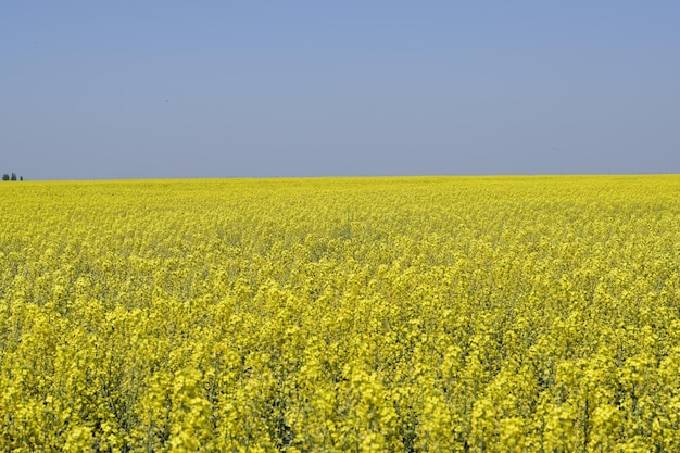 Foto campo de colza flores de colza amarillas paisaje del campo cielo azul y colza en el campo