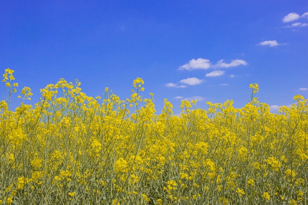 campo de colza fondo amarillo azul como la bandera de ucrania