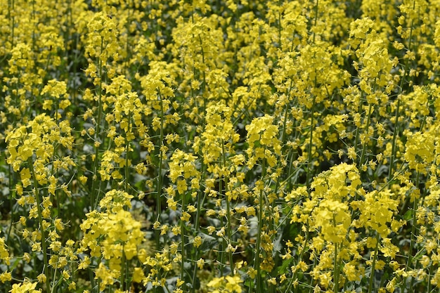 Foto campo de colza fondo de flores de colza colza floreciente en el campo