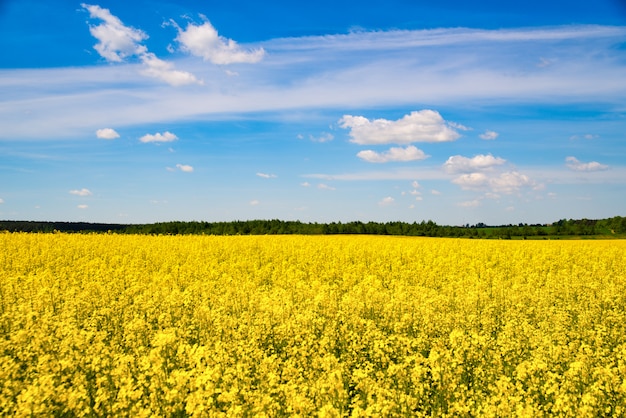 Campo de colza en junio de 2017