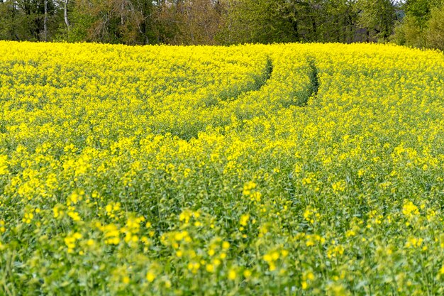 Foto campo de colza en primavera