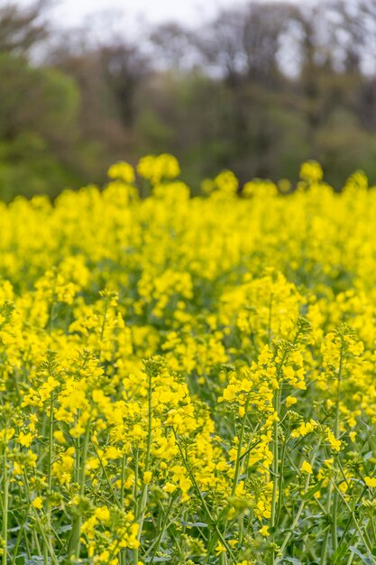 Foto campo de colza en primavera