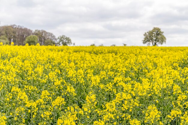 Foto campo de colza en primavera