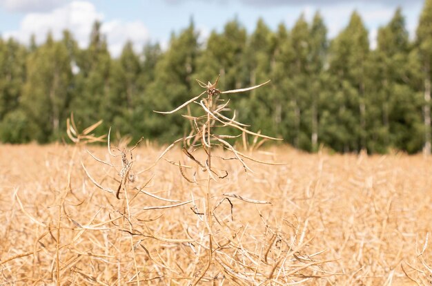 Un campo de colza seca frente al bosque está listo para una gran cosecha a principios de verano Buenas condiciones climáticas