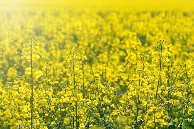 Campo de colza, semillas de colza amarilla en flor. Campo de energía verde.