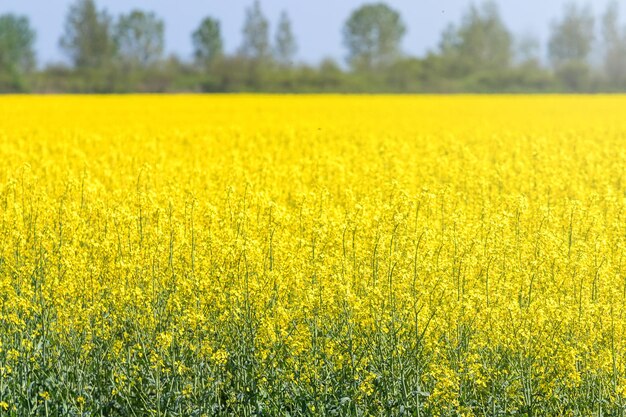 Campo de colza, semillas de colza amarilla en flor. Campo de energía verde.