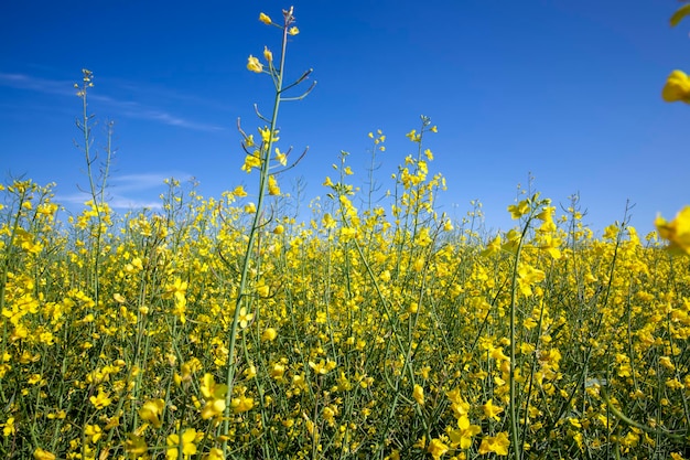 El campo de colza se utiliza para la producción de semillas y aceite