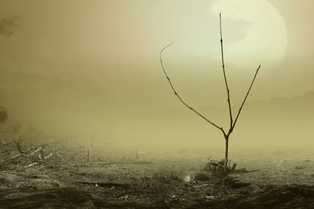 Campo com a cena dramática de fundo