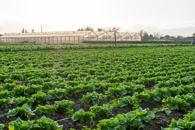 campo com alface em fileiras dentro de uma fazenda