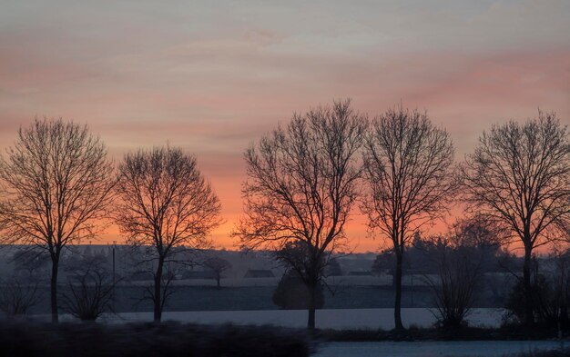 Campo com árvores ao amanhecer no inverno