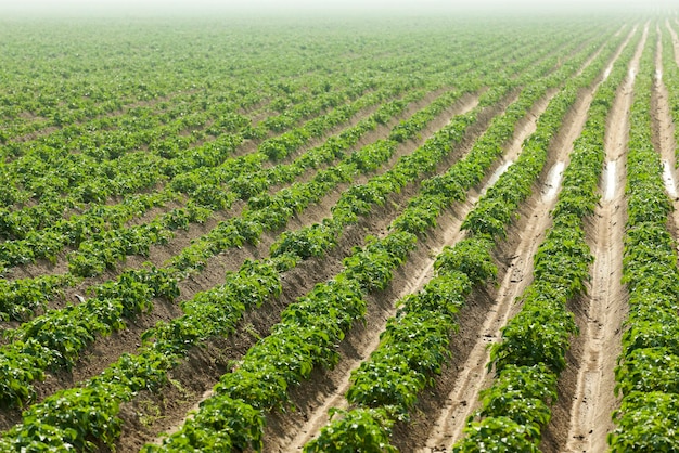 Campo com batata