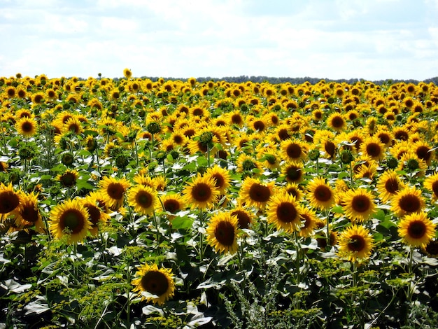 Campo com belos girassóis no fundo do céu azul