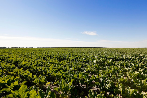 Campo com beterraba sacarina