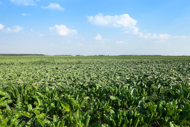 Campo com beterraba sacarina