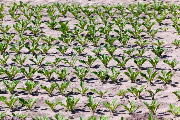 Campo com beterraba