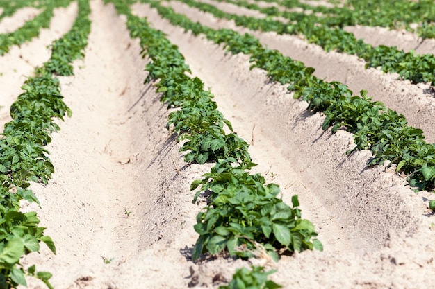 Campo com campo de selskohozyaysvtennoe de batata em que cresce plantas de batata verdes verdes. horário de verão