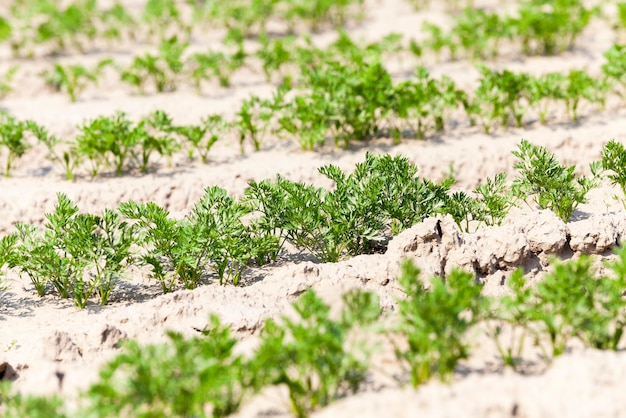 Campo com cenoura