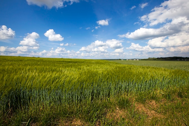 Campo com cereais - um campo agrícola no qual crescem cereais