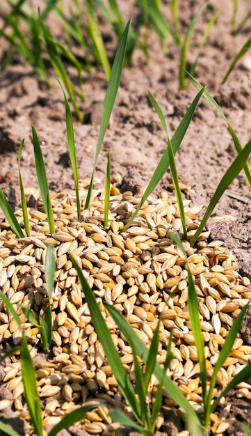 Campo com cereais