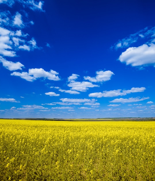 Campo com colza