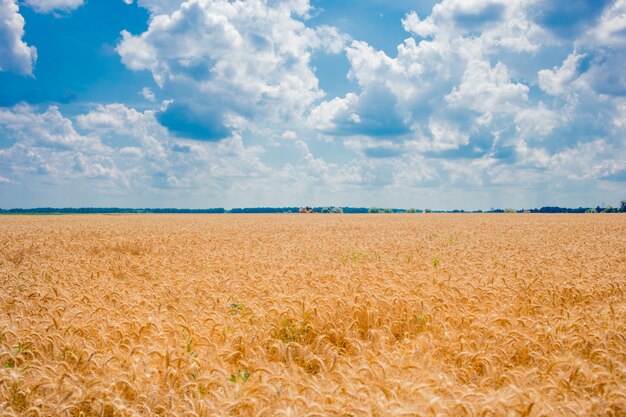 Campo com espigas de trigo e céu azul