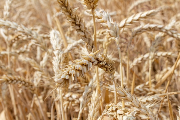 Campo com espigas de trigo grão close-up. agricultura agricultura economia rural conceito de agronomia