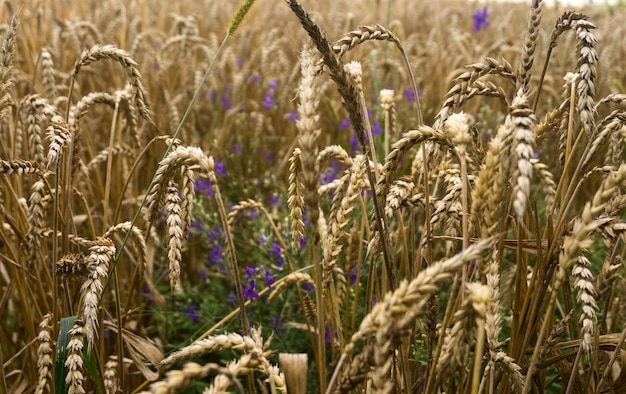 Campo com espigas de trigo maduras. entre as orelhas - flores silvestres