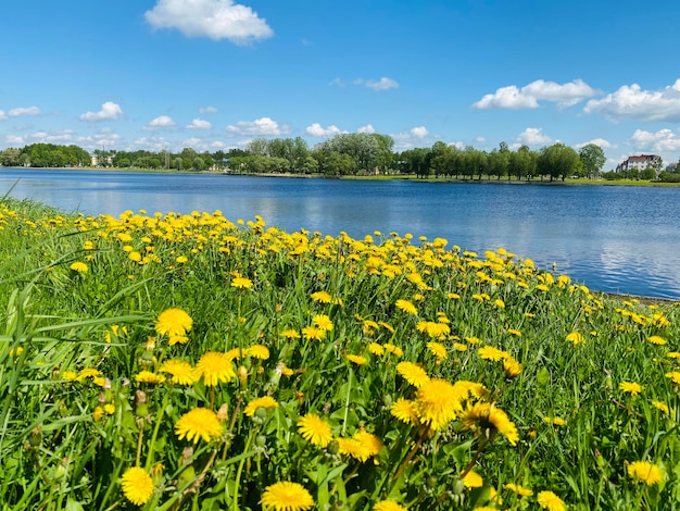 Campo com flores amarelas na margem do rio