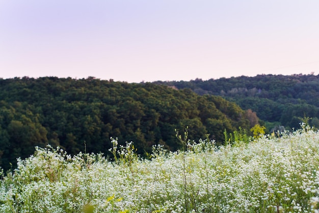 Campo com flores brancas e montanhas no horizonte O setti