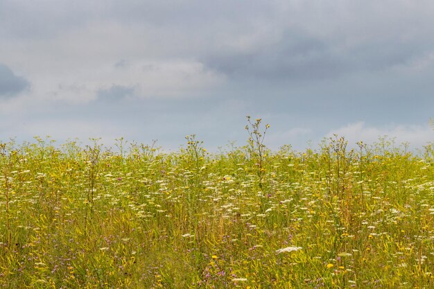 Campo com flores silvestres e ervas em tempo nublado