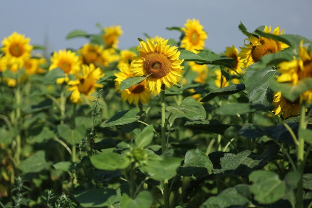 Campo com girassóis amarelos