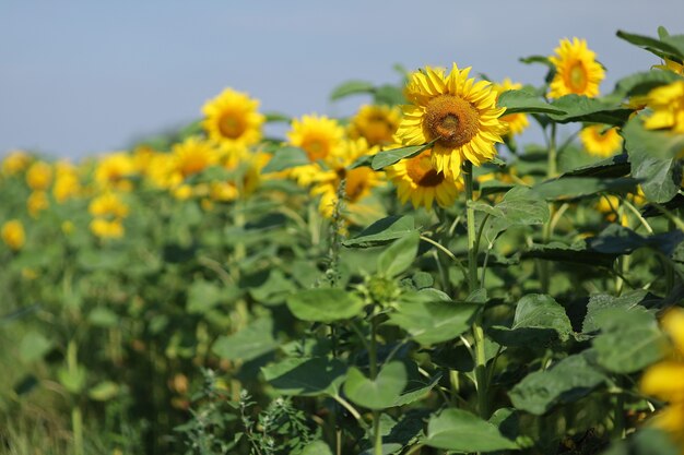 Campo com girassóis amarelos