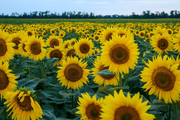 Campo com girassóis fecha uma bela flor com formas perfeitas